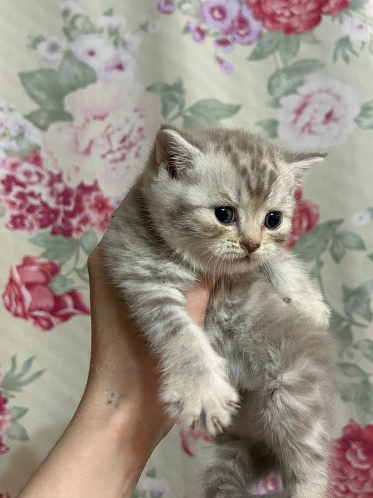 Шотландские котята Скоттиш-страйт