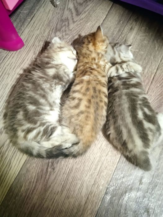 Котята британцы девочки
