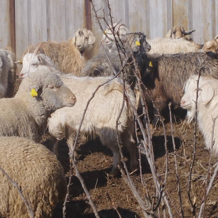 Бараны  козлы козы овцы ешки кой