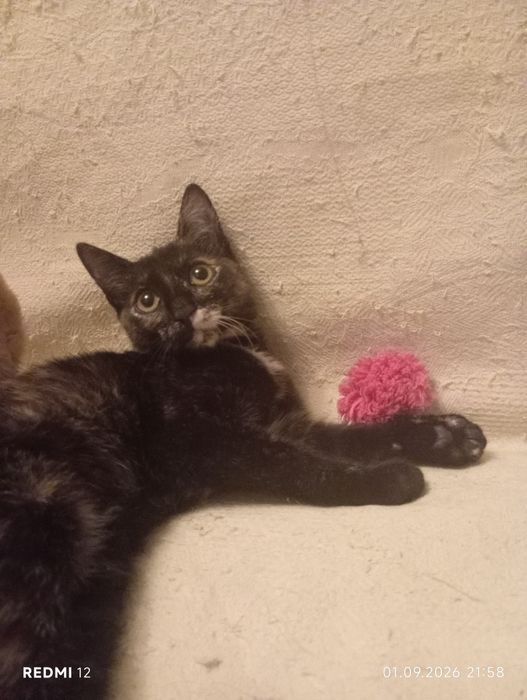 Отдам котят в добрые руки