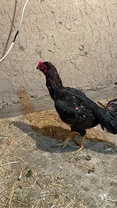 Дакан петух бойцовый