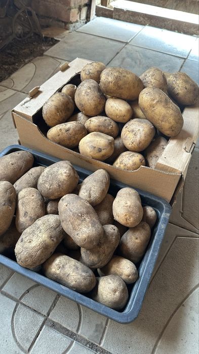 Картофель местный