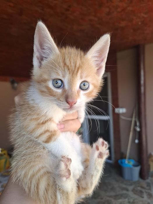 Pui de Pisica de donat