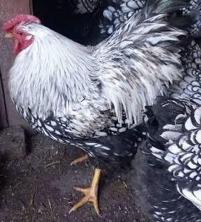 Сребърен виандот