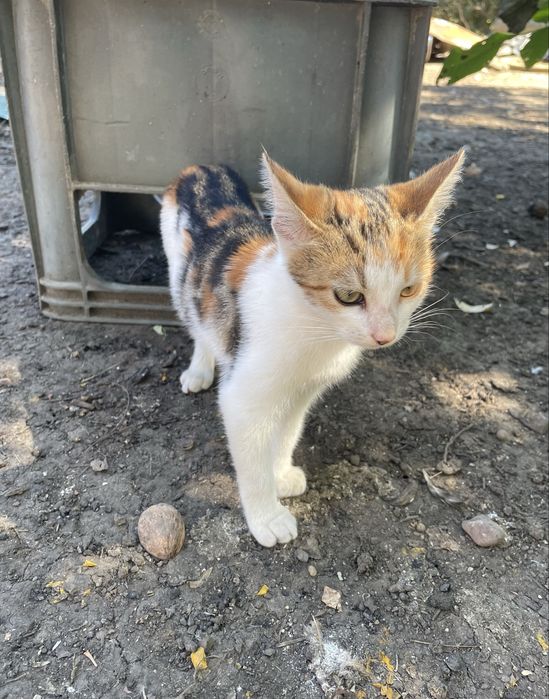 Dau spre adoptie pui de pisica