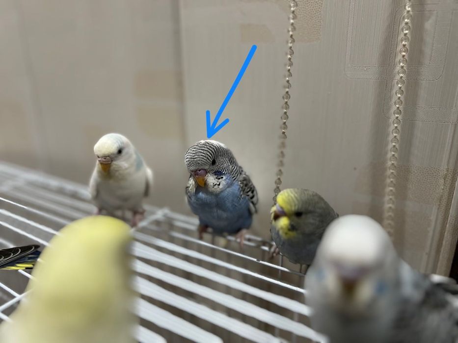 Qushlar Valnisti волнистый попугай valnistiy to’tiqush под чех