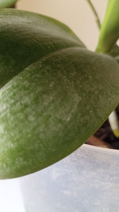 Архидеи (2шт)     .