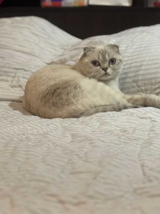 Отдадим кошку в добрые руки