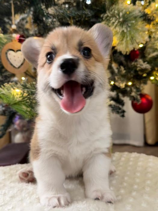 Вельш корги пемброк мальчик