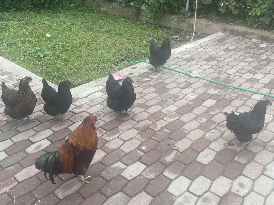 Домашние куры и петух