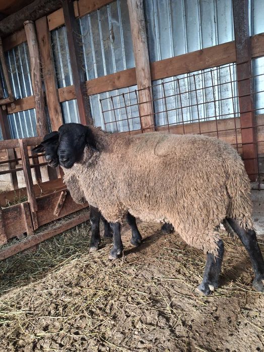 Vand berbecut Suffolk