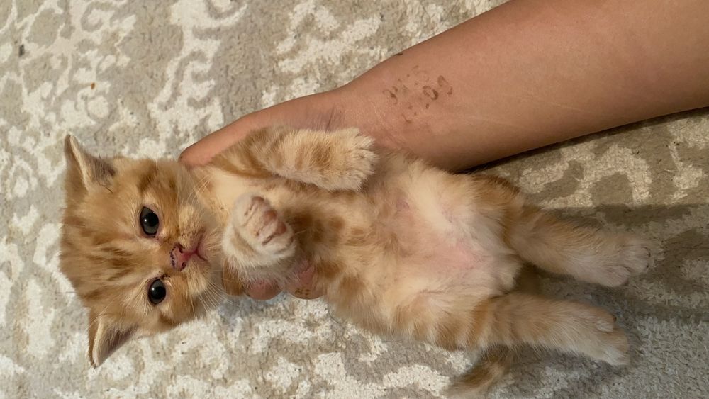 Шотладские котята