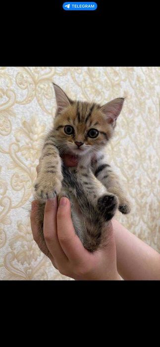 Британские вислоухие котята