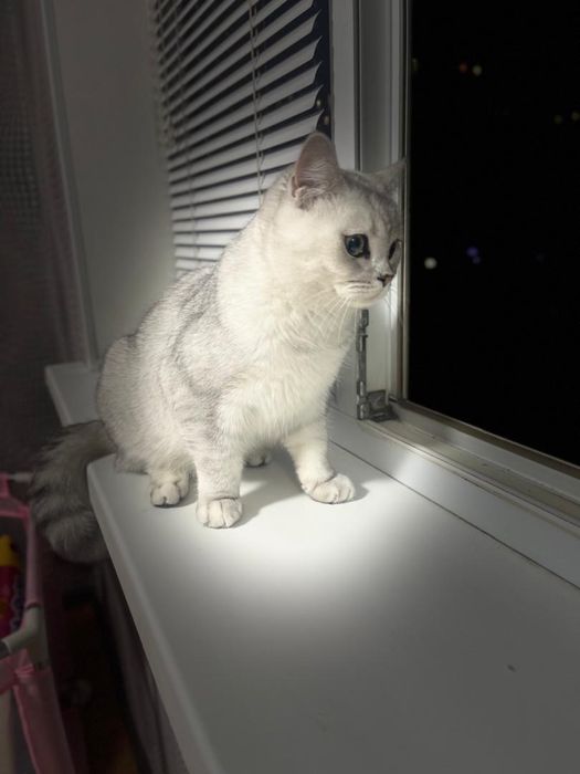 Британский кот , 6 месяцев