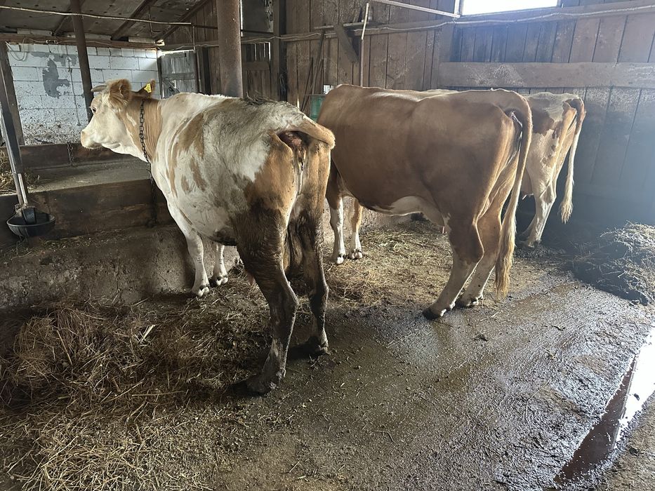 Vaca buna de lapte BR