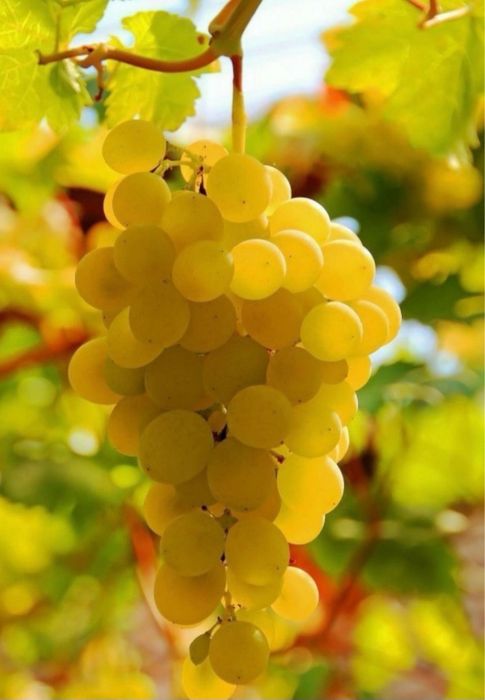 Vand struguri de vin