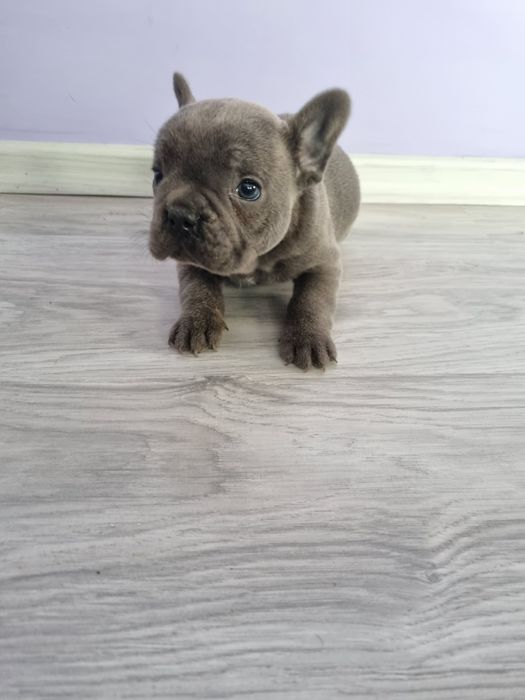 Френски булдог момче