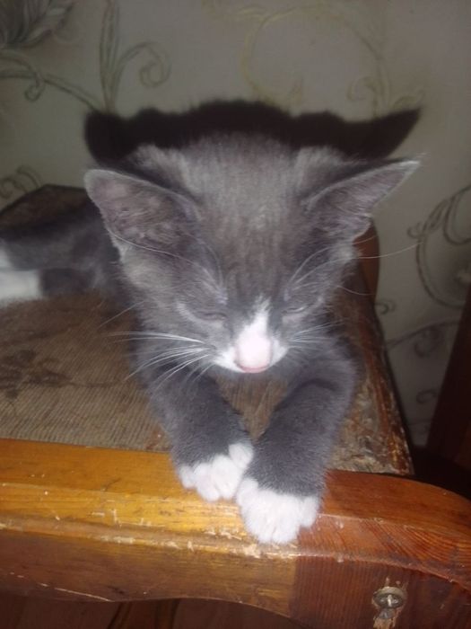 Отдам даром котят 2 месяцев