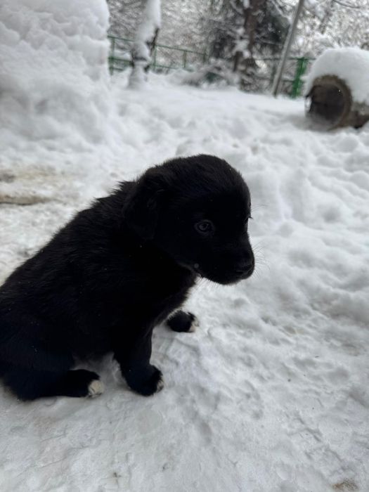 Отдам щенят в добрые руки