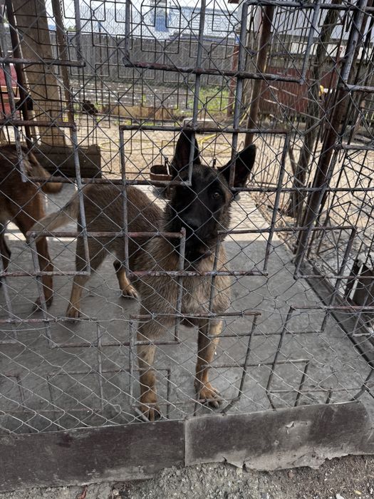 MALINOIS PREMIUM – Pui Excepțional din Linie cu Pedigree | Inteligență & Protecție de Top