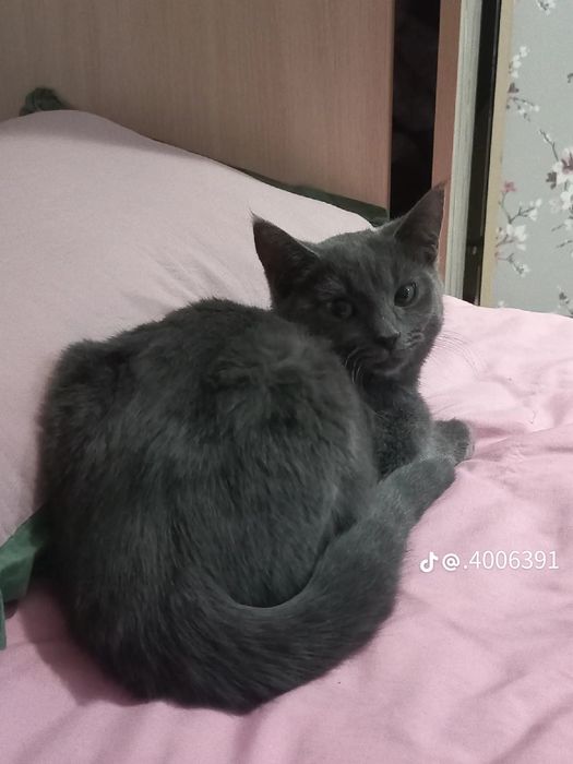 Котёнок британская