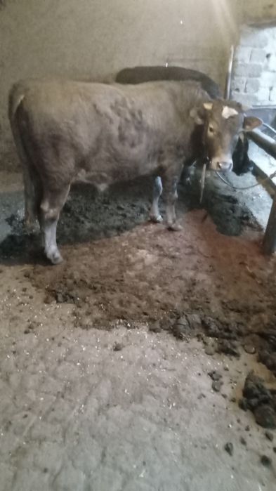 Buqa sotiladi srochna