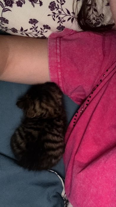 Котенок мальчик крошечный