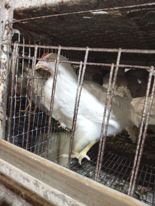 100  105 кунлик тухумга таййор жужалар сотилади