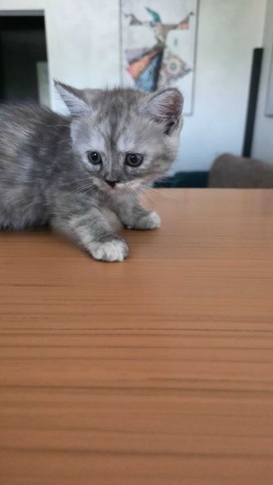 Котёнок  скотиш-страйт