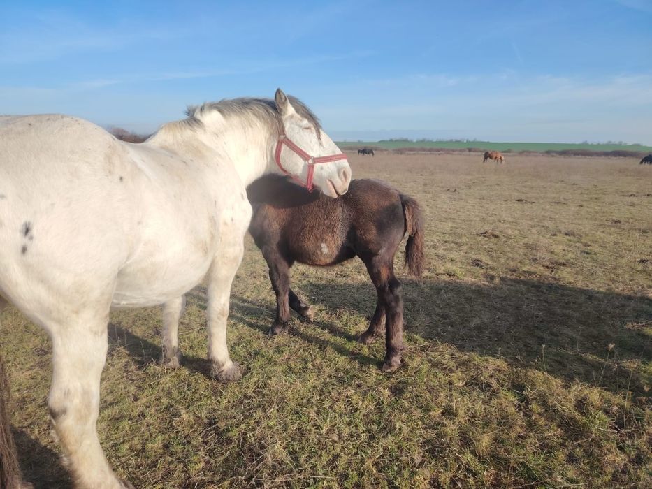Manz de 5 luni rasa noriker din parinti cu pedigree