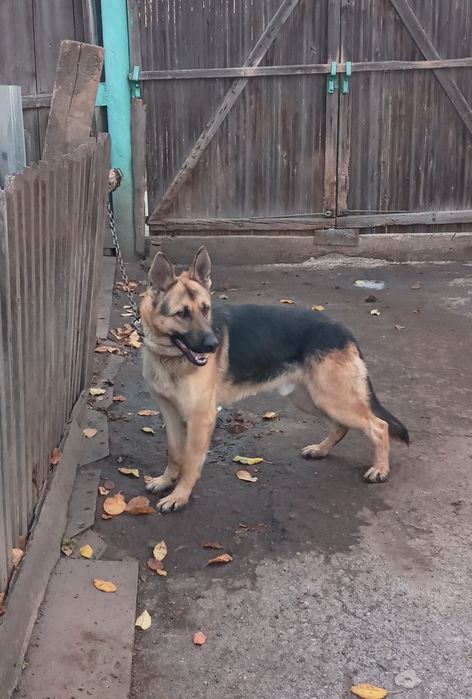 Восточно-европейская овчарка