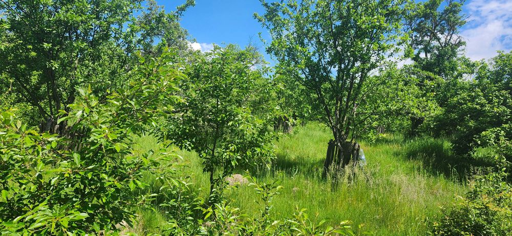 Teren Horodnic de Jos/Colnic cu vedere panoramica catre Radauti/Munti