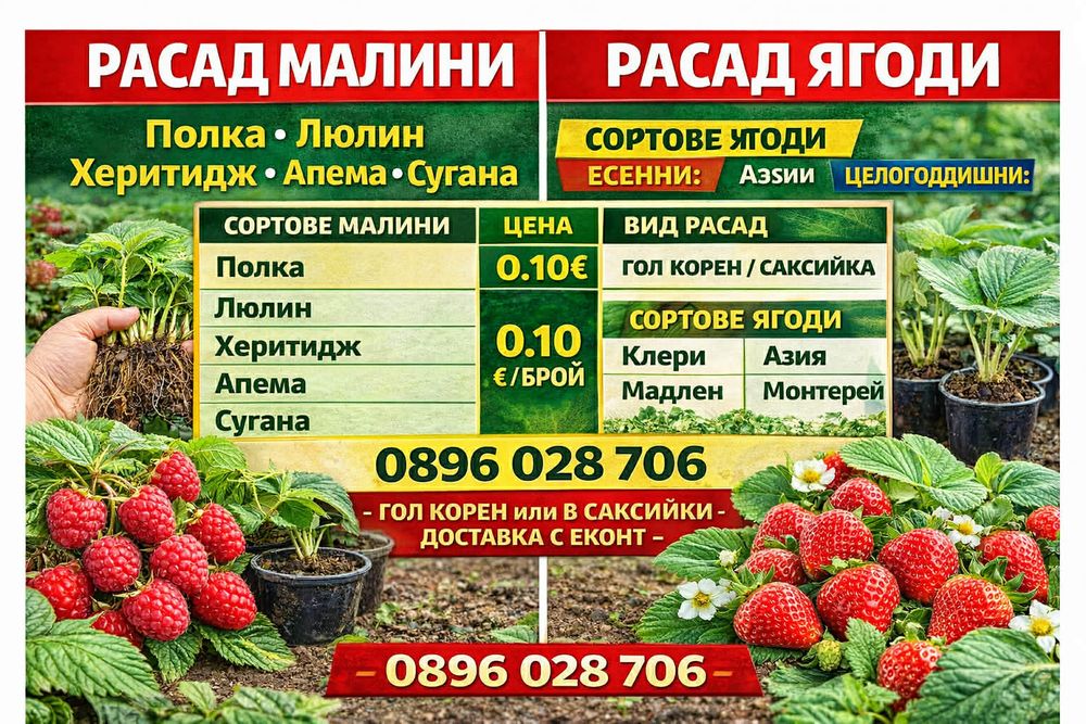 Предлагам страхотен расад ягоди и малини
