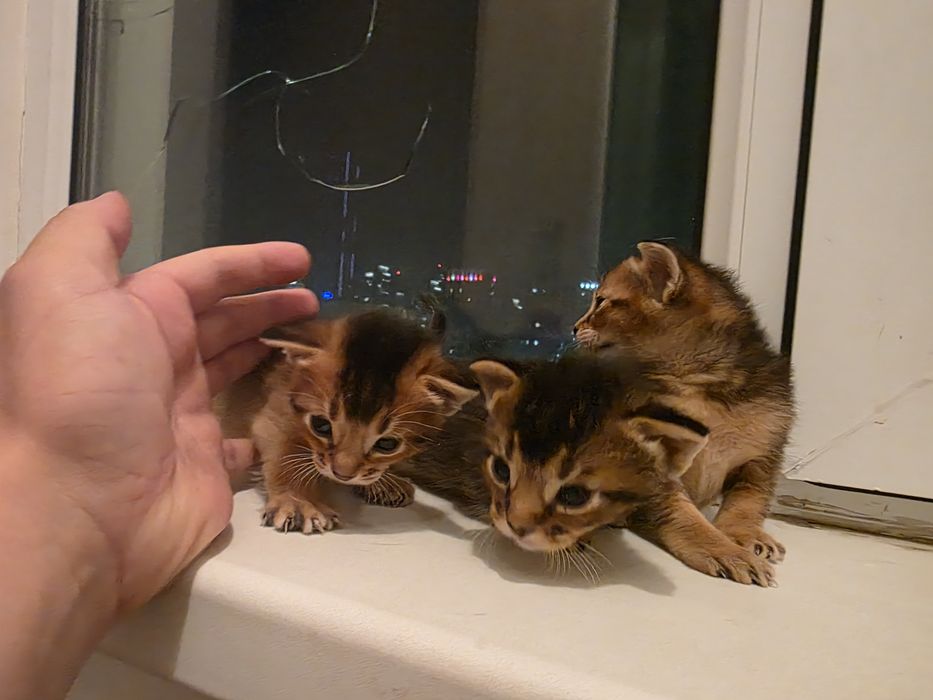 Абиссинские котята