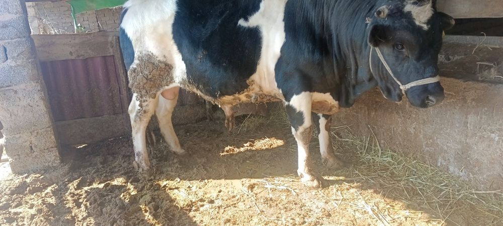 Бұқа сатылады,бордақылауда тұрған