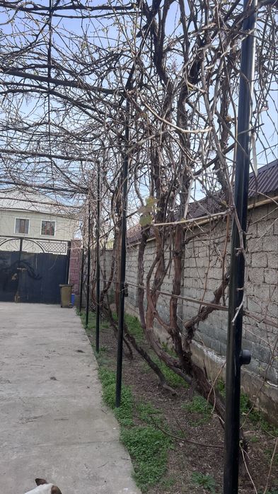 Жүзім керек болса алып кетіңдер