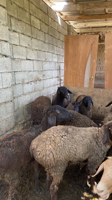 Тоқтылар сатылады