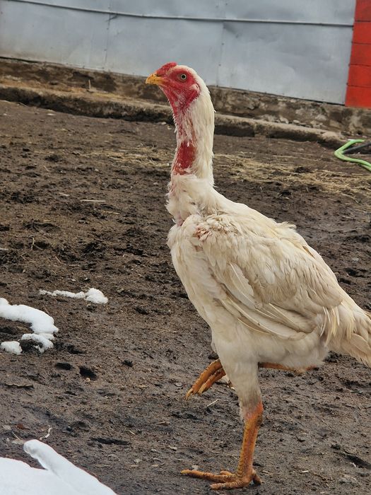 Петух  дакан белый