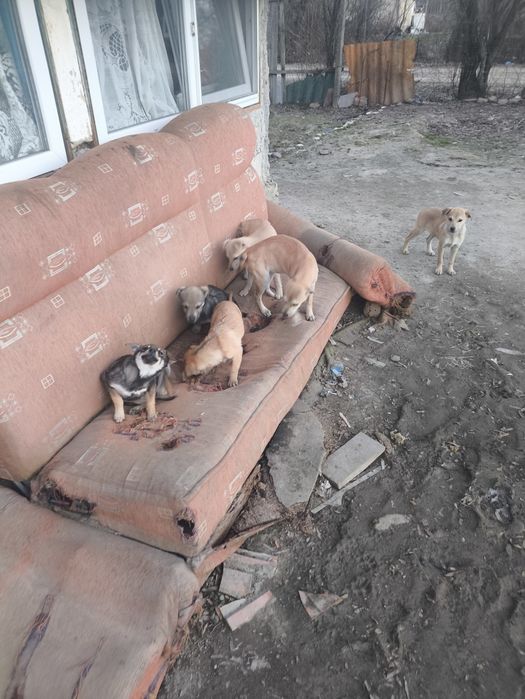 Adopții cățeluși