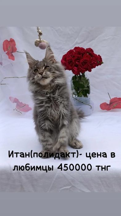 Котята  Мейн-кун