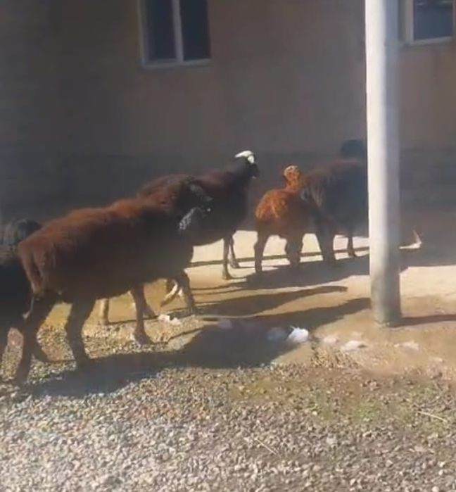 Қозылы  қой  кой