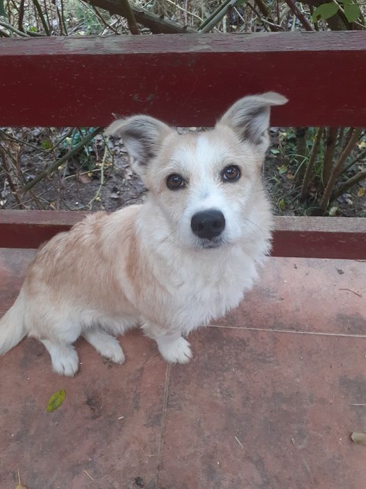 Donez catelusa frumoasa