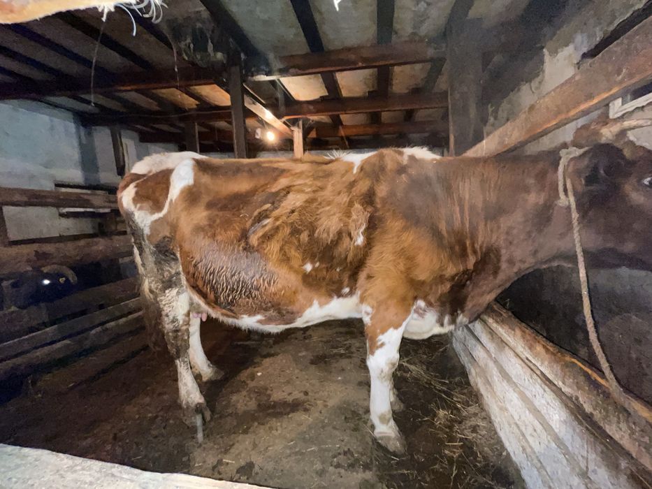 Продается корова