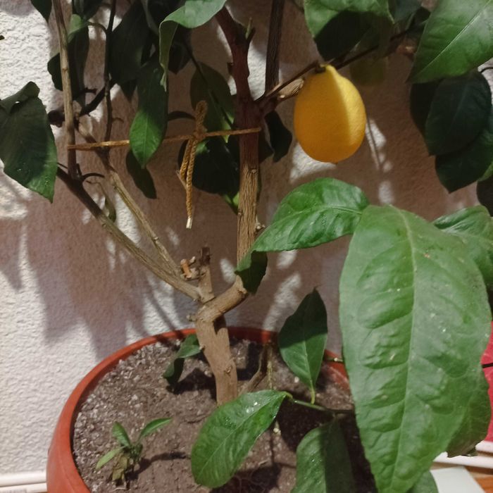 Плододаващо лимоново дърво и шефлера