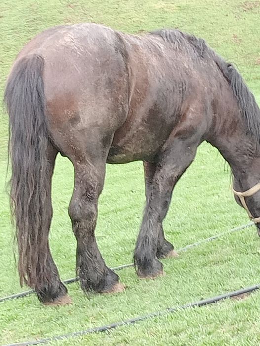 Armăsar cine dorește 3-4 ani