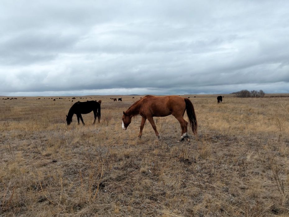 Жылқылар сатылады