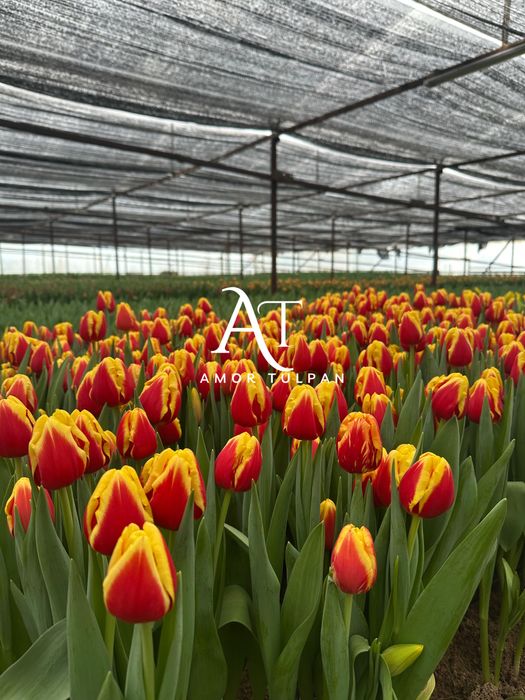 Тюльпаны оптом Алматы