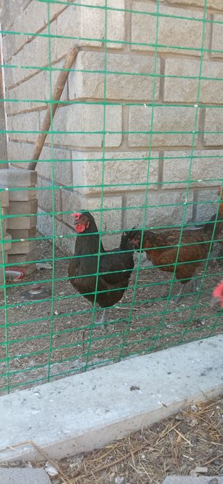 Продам кур домашних