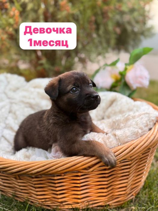 Девочка собачка отдаем в добрые руки