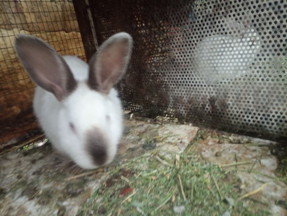 Қойан қойан қойан